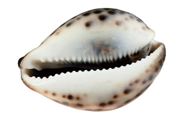 Sea cockleshell