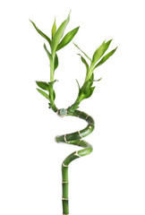 Green bamboo  isolated