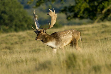 Fallow Deer Stag On Slope At Sunset
