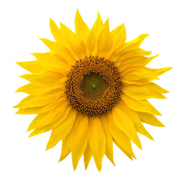 Yellow sunflower isolated on white background