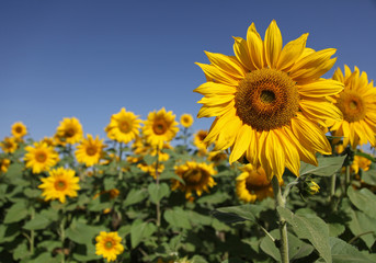 Fototapeta premium Sunflowers landscape