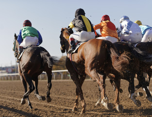 Closeup of racing horses starting a race