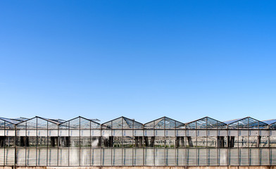 Fototapeta premium Greenhouse