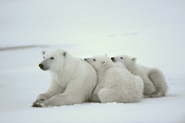 Fototapeta na wymiar Polar nied¼wiedzica z młodymi.