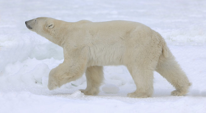 Polar Bear Walk.