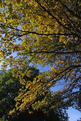 Automne en forêt
