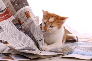 junge Katze knabbert an Zeitung