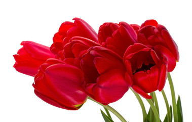 red tulips bouquet