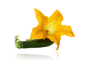 Fototapeta premium marrow plant