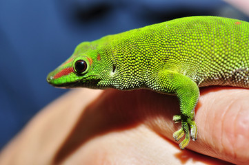 Madagaskar Taggecko auf der Hand