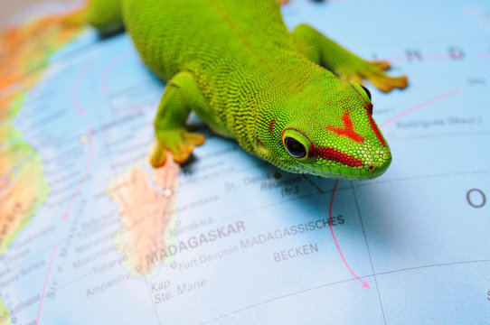 Madagaskar Taggecko - Weltkugel - Powered by Adobe