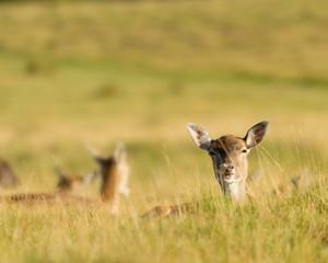 Fallow Deer Lying In Grass