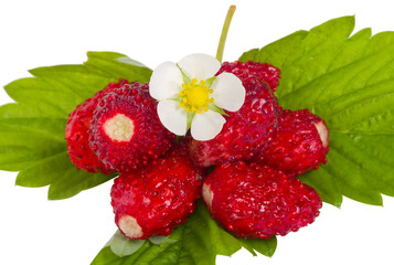 wild strawberries with flower and leaves