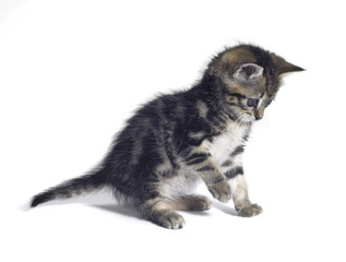 small kitten