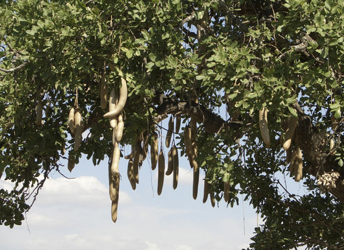 Sausage Tree fruits