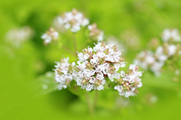 Marjoram flowers close up