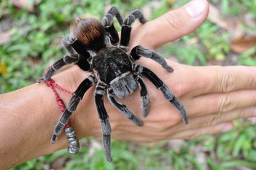 tarantula