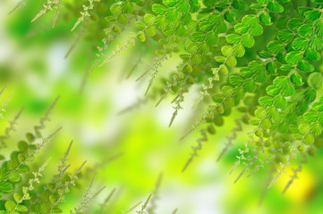 Green leaves for background