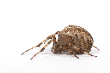 Kreuzspinne