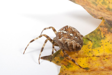 Kreuzspinne