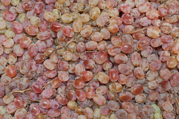 Bunch of fresh red grapes picked fresh from the garden