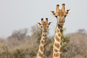 Neugierige Giraffen