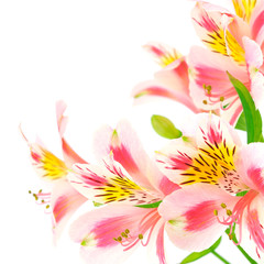 Pink flowers on white