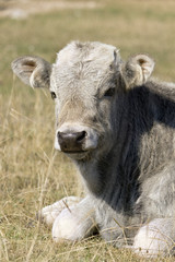 little cow on grass