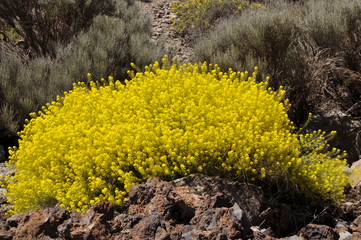Yellow flowers (Descurainia Bourgeauana)