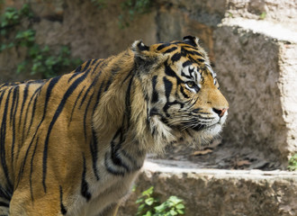 Fototapeta na wymiar Royal Bengal tiger