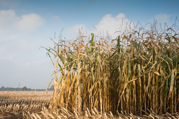 Maize field in autumn, partly harvested