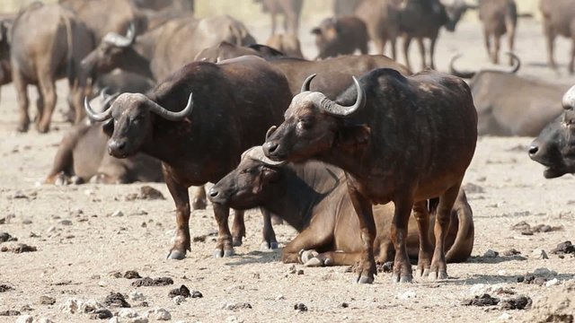 Herd of African buffalos, Kruger N/P, South Africa