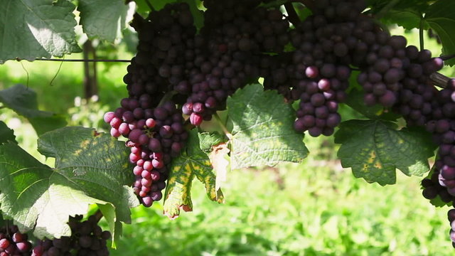 Pinot gris Grapevine in autumn