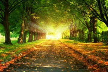 Vlies Fototapete Herbst magisches Licht und Gehweg im Park