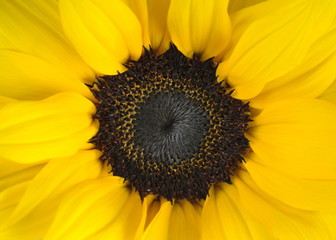 Obraz premium Sunflower