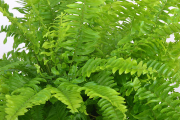 Fond - Fougère nephrolepis