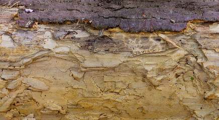 TIMBER PEELING