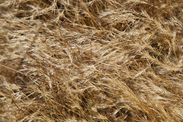 Gramineae Grasses Background