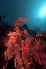 Fototapeta na wymiar Miękki Koral i tropikalna podwodnego życia w Morzu Czerwonym.