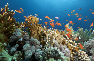 Tropical underwater life in the Red Sea.