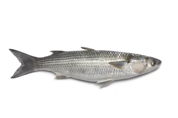 Abwaschbare Fototapete Fish Ganze frische graue Meeräsche