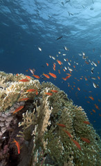 Plakat Tropical underwater life in the Red Sea.