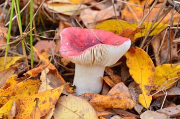 Russula mushroom