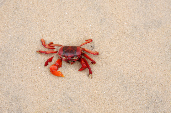 A beautiful red crab on sand