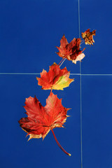 Hintergrund - Der Herbst