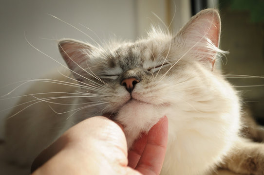 ragdoll cat