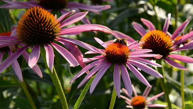 summer flowers with bumble-bee and wind