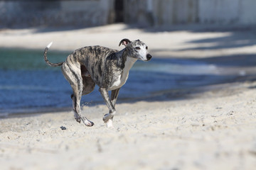 whippet s'éloignant de la mer