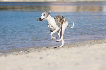 plaisir de courir pour le whippet