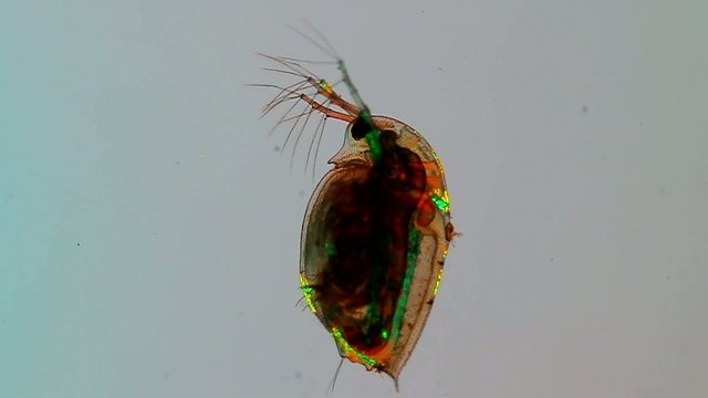 Wasserfloh Muskelstr&auml;nge POL